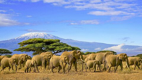 Karibu Kenia 