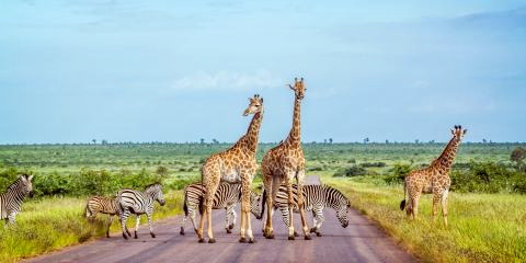 Kruger National Park ©AdobeStock_186875337 