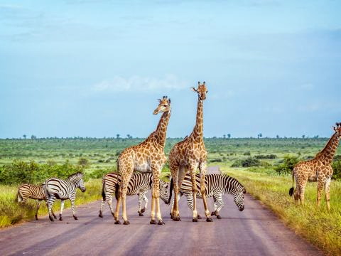 Kruger National Park ©AdobeStock_186875337 