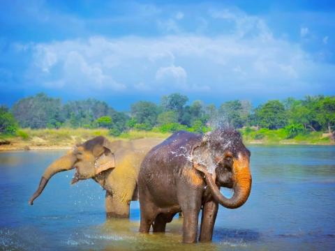 Elefanten im Chitwan Nationalpark 