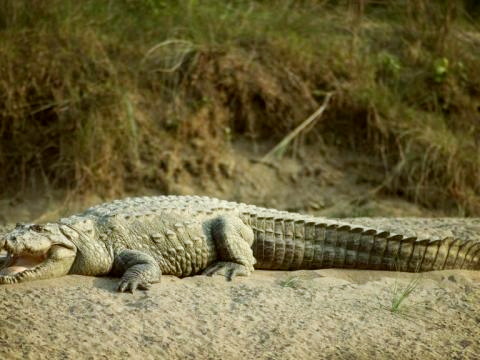 Krokodil im Chitwan Nationalpark 