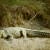Krokodil im Chitwan Nationalpark